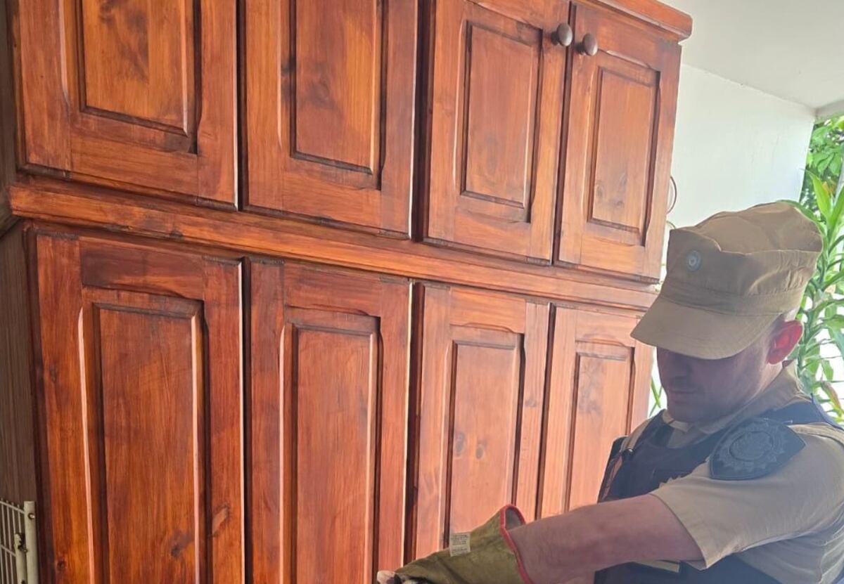 Abrió un armario y encontró un inesperado animal con sus crías en Córdoba thumbnail