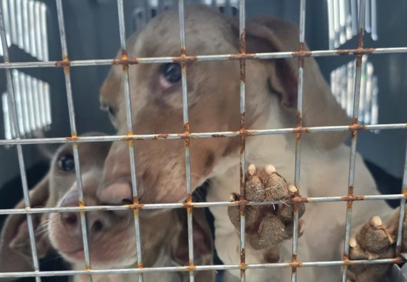 Horror en Córdoba: rescataron 30 perros de un criadero en Jesús María thumbnail