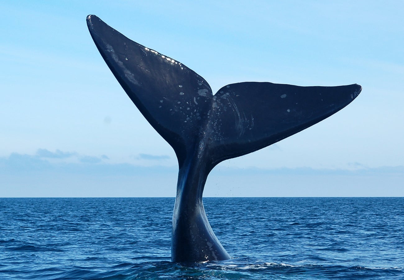 Avistaje de ballenas en Puerto Madryn: cuánto sale viajar desde Córdoba thumbnail