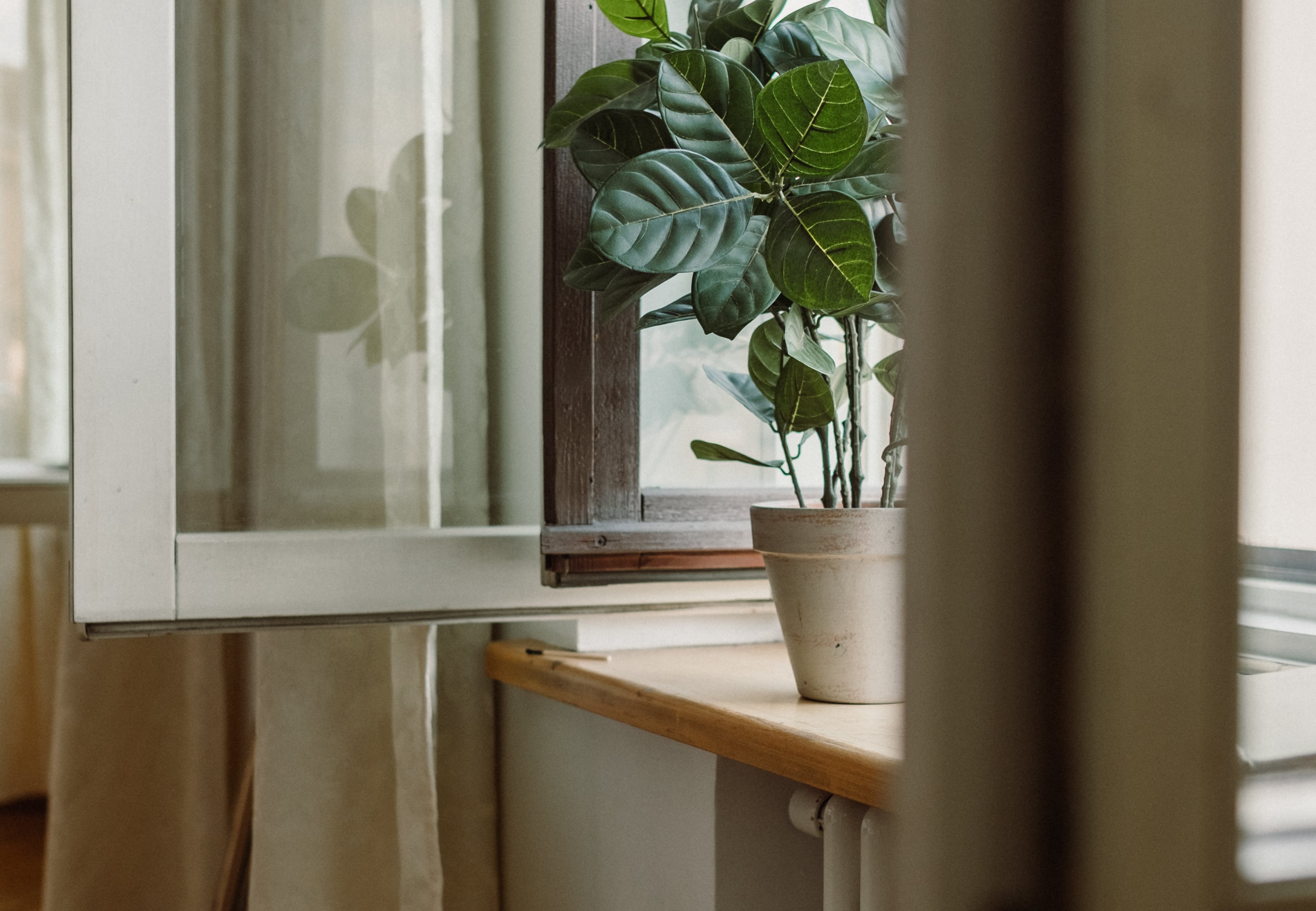 Esta es la planta que puede estar bloqueando la prosperidad en tu casa, según el Feng Shui thumbnail