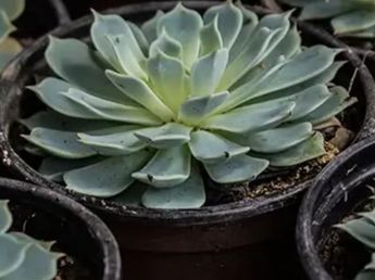 Dónde hay que colocar la suculenta en tu casa para alejar las malas energías, según el Feng Shui
