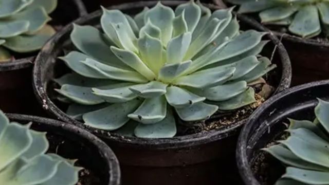 Las suculentas, ubicadas según el Feng Shui, potencian la energía positiva y la prosperidad en el hogar.
