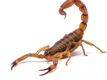 Alacranes: qué medidas tomar para evitar accidentes y cómo actuar ante una picadura