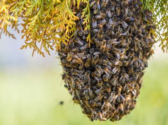 Cortaban el pasto, golpearon un panal y fueron atacados por un enjambre en Bialet Massé