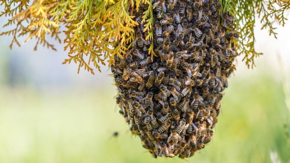 Enjambre de abejas (imagen ilustrativa)