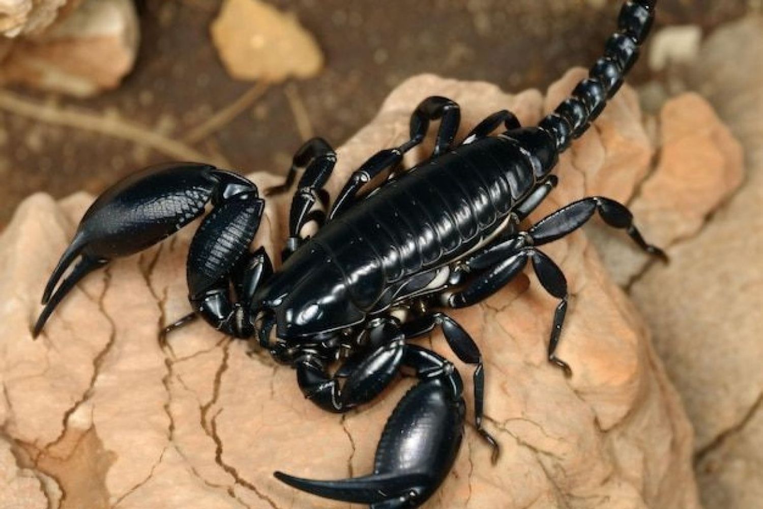 Alacránes