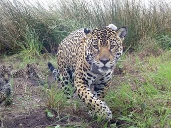 Registran a una yaguareté con dos crías en el Parque Nacional do Iguazú