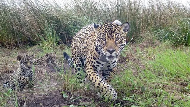 Registran a una yaguareté con dos crías en el Parque Nacional do Iguazú.