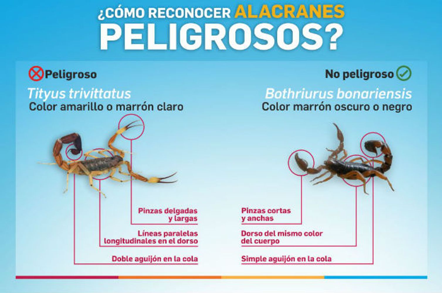 Cómo prevenir picaduras de alacranes en Córdoba.