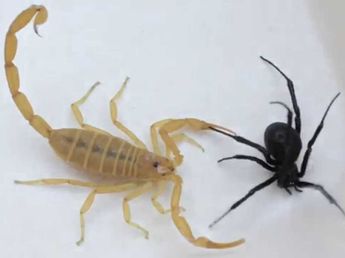 Verano en Córdoba: cómo prevenir picaduras de alacranes 