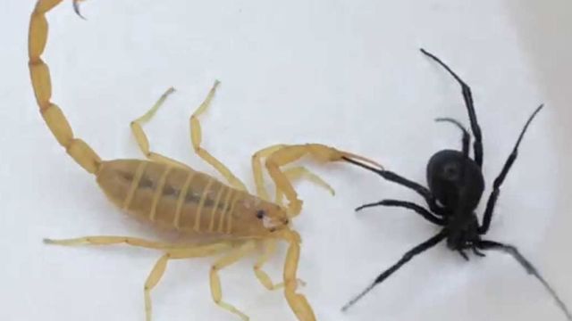Cómo prevenir picaduras de alacranes en Córdoba. 