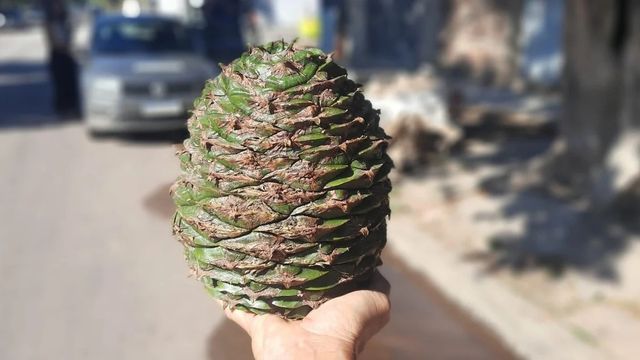 Grandes piñas de Araucarias-