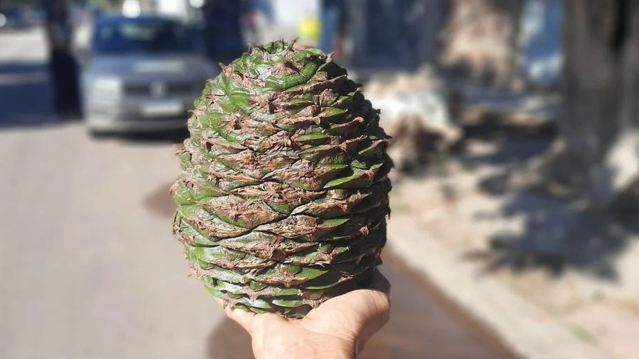 En Santa Fe caen del cielo piñones de hasta 4 kilos: de qué se trata