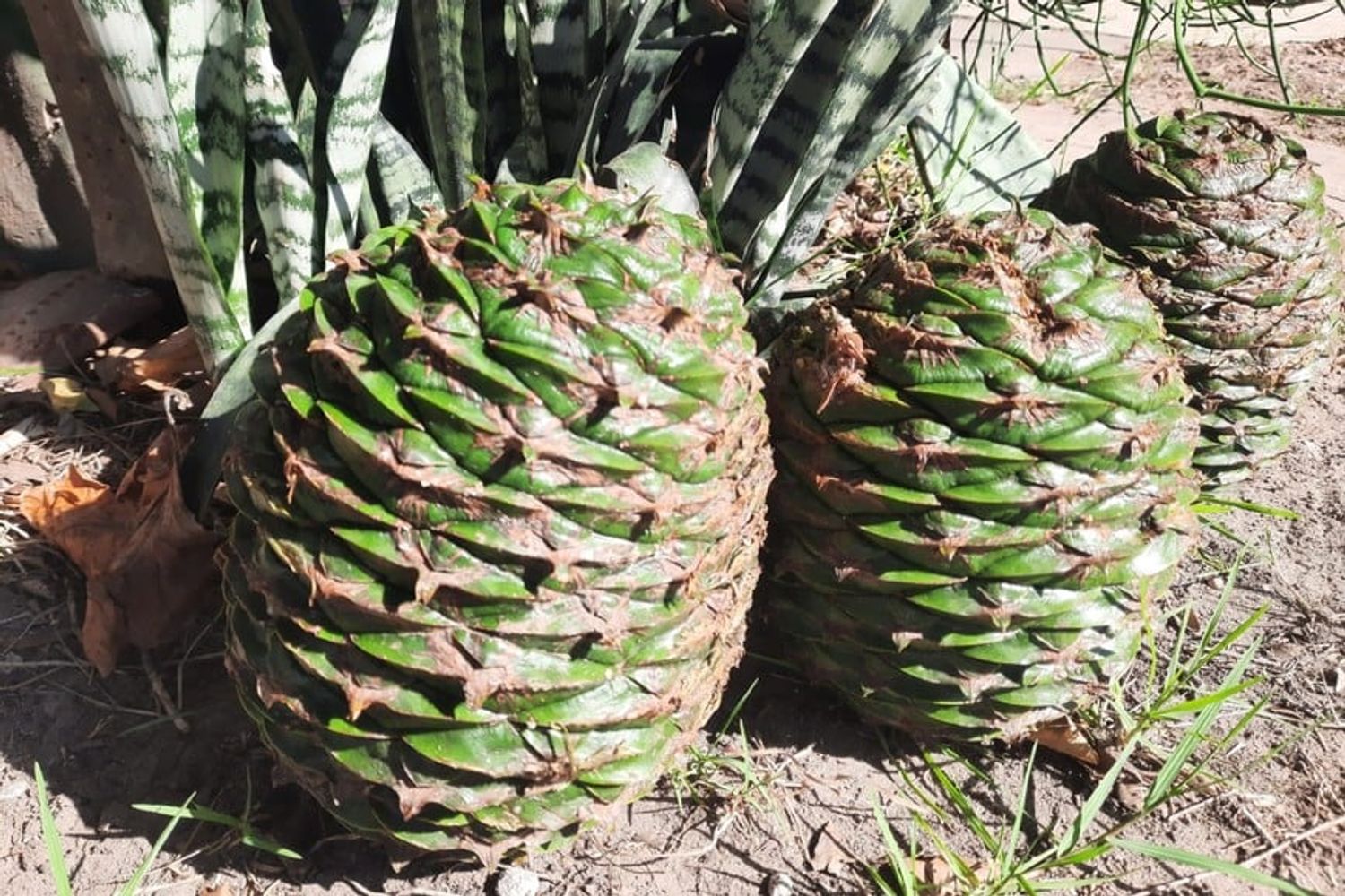 Piñones de Araucaria