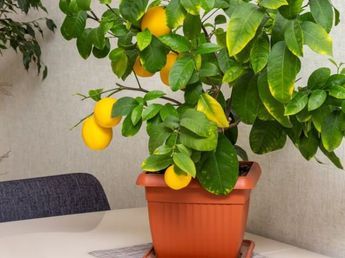 Dónde conviene colocar un limonero en tu casa, según el Feng Shui