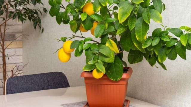 El limonero ocupa un lugar central en el Feng Shui por su capacidad para atraer buena energía y prosperidad al hogar.
