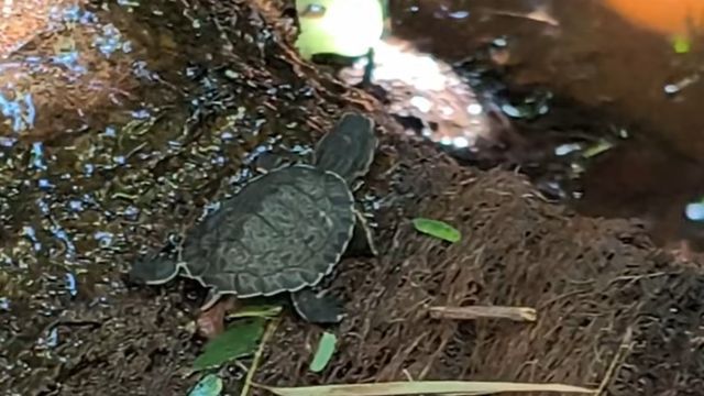 Comenzó la temporada de nacimientos de tortugas en el Parque Nacional Iguazú.