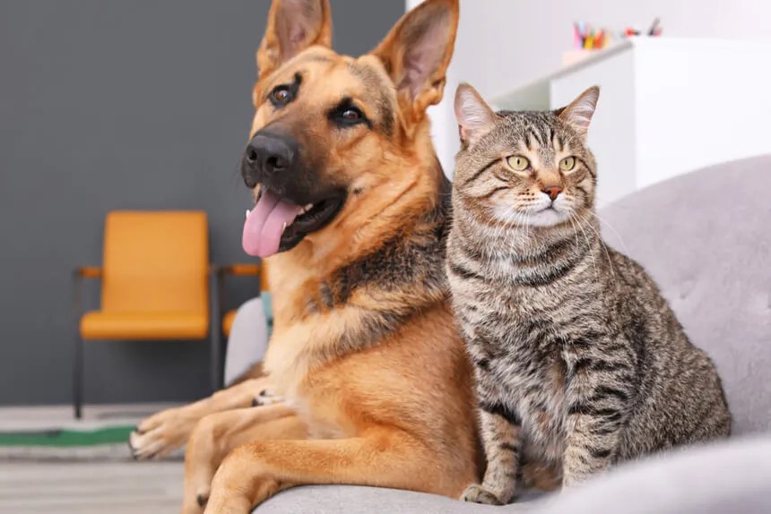 Hospital Veterinario Gratuito en Rosario