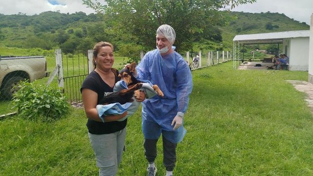 En Trancas, veterinarios del sistema público realizaron esterilizaciones y charlas preventivas.