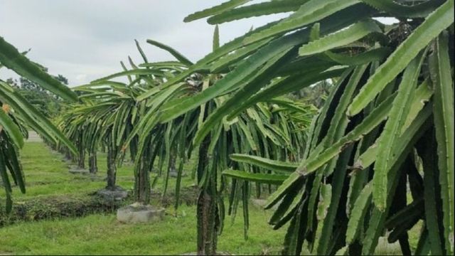 La pitaya es la planta elegida por quienes buscan frutos exóticos y decoración en el jardín.
