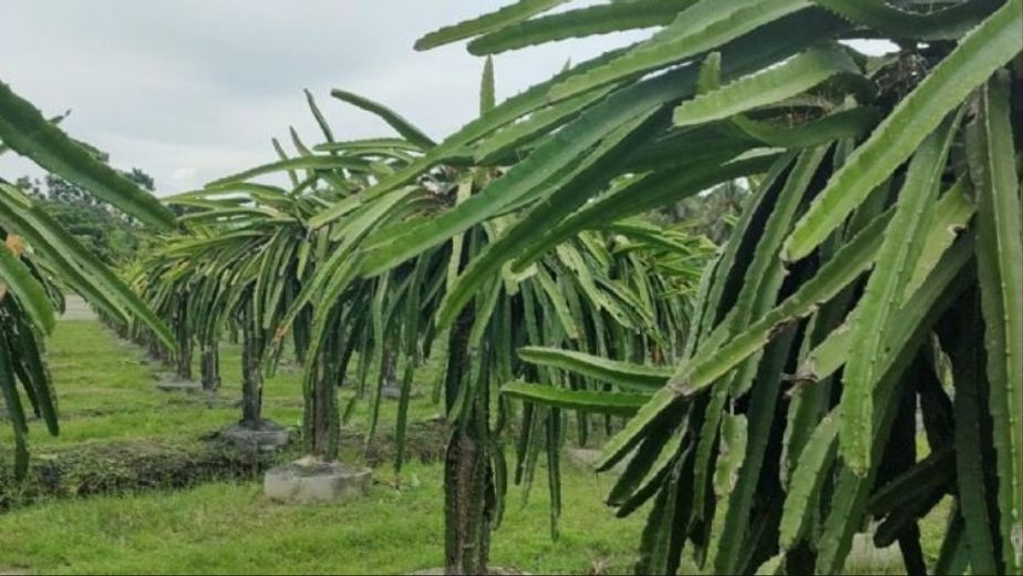 Cuál es la planta ideal para tener en tu jardín y que da frutos imposibles de conseguir en una verdulería