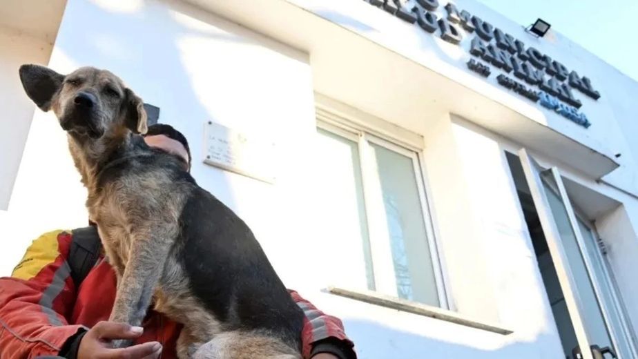Rosario tendrá su primer Hospital Veterinario Público 24 horas: ubicación y servicios