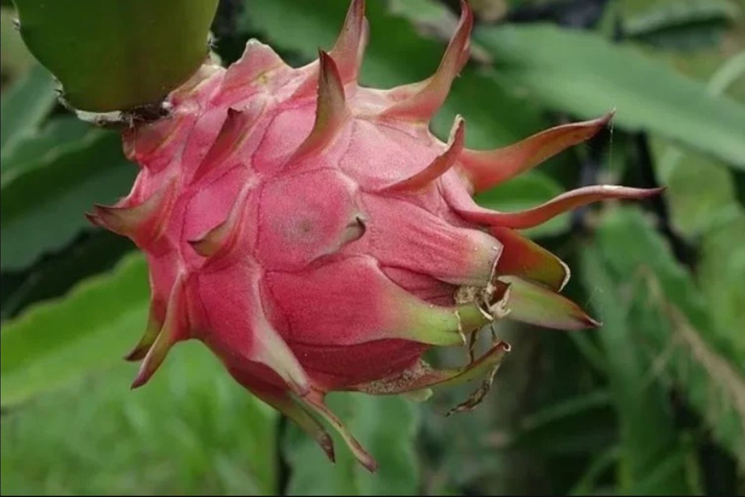 Cultivar pitaya en casa es sencillo y permite acceder a un alimento casi imposible de conseguir en comercios.