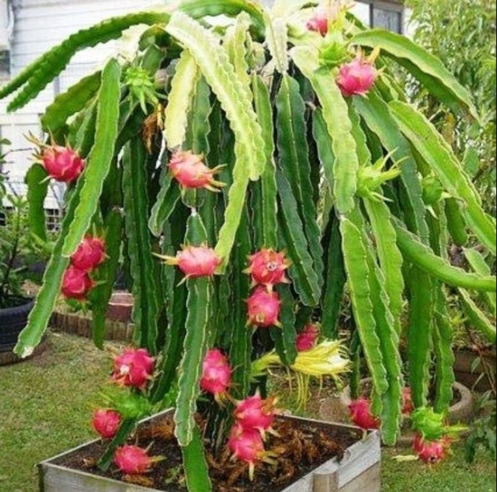 La floración nocturna de la pitaya anticipa la llegada de sus frutos rosados, rojos o amarillos.