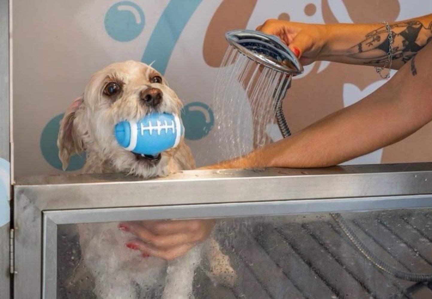 Abrió un "autolavado" de mascotas en Córdoba.