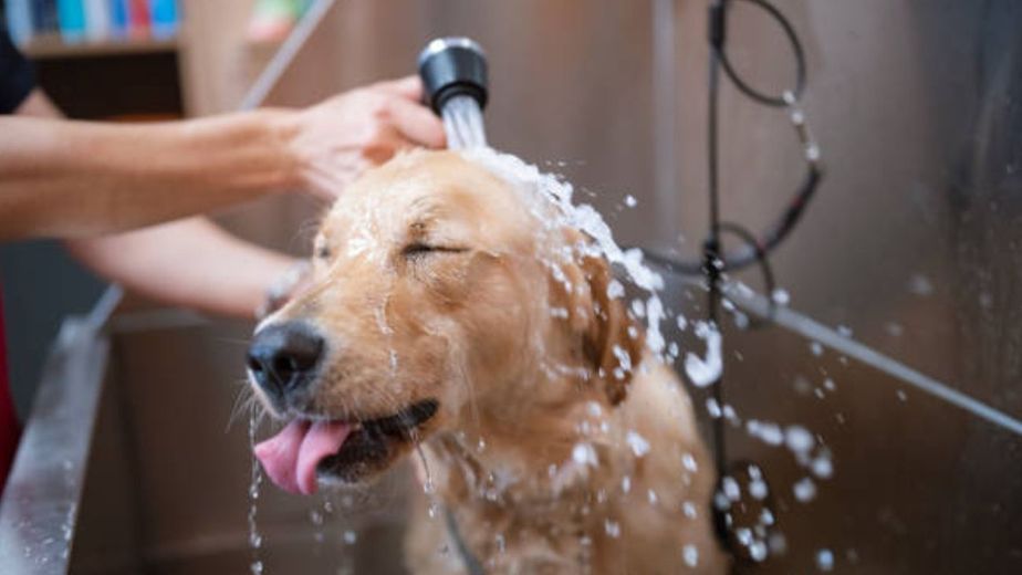 Cómo funciona el primer "autolavado" de mascotas que abrió en Córdoba