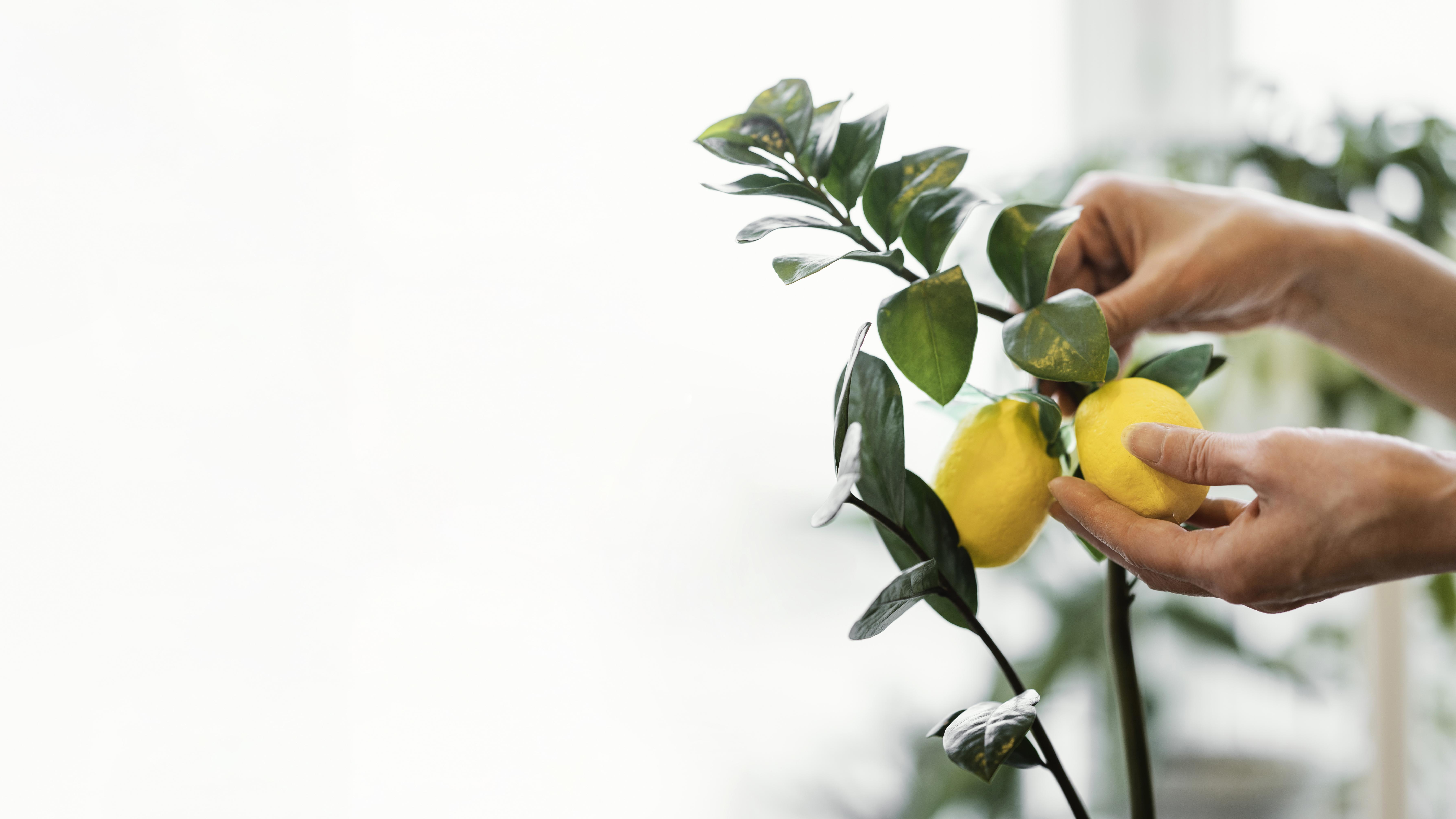 Un limonero sano y bien cuidado, junto a una zona ordenada, maximiza los efectos positivos de esta tradición milenaria.