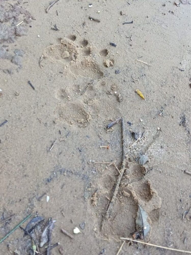 Avistaron una yaguareté con dos crías en el Parque Nacional Iguazú.