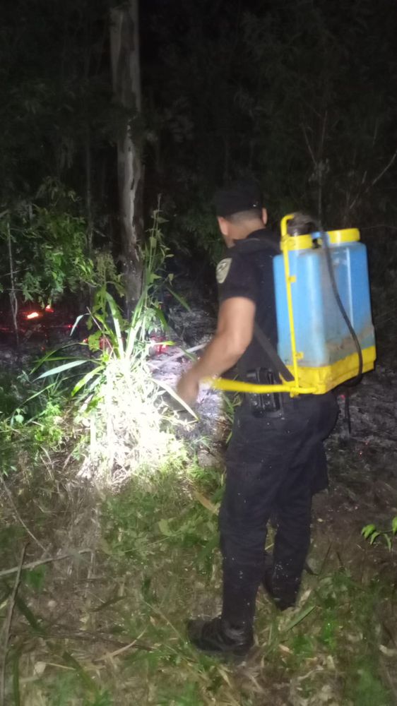 Controlaron un incendio forestal en una plantación de eucaliptos en Santo Pipó.