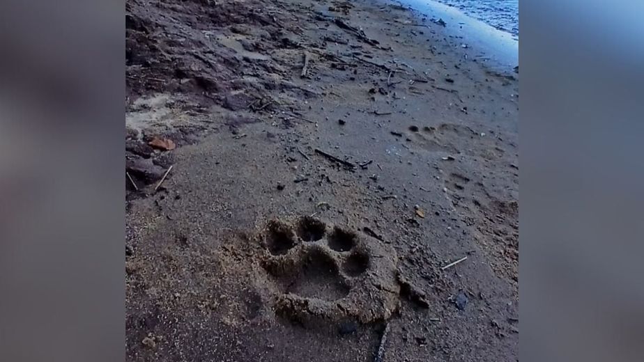 Avistaron una yaguareté con dos crías en el Parque Nacional Iguazú