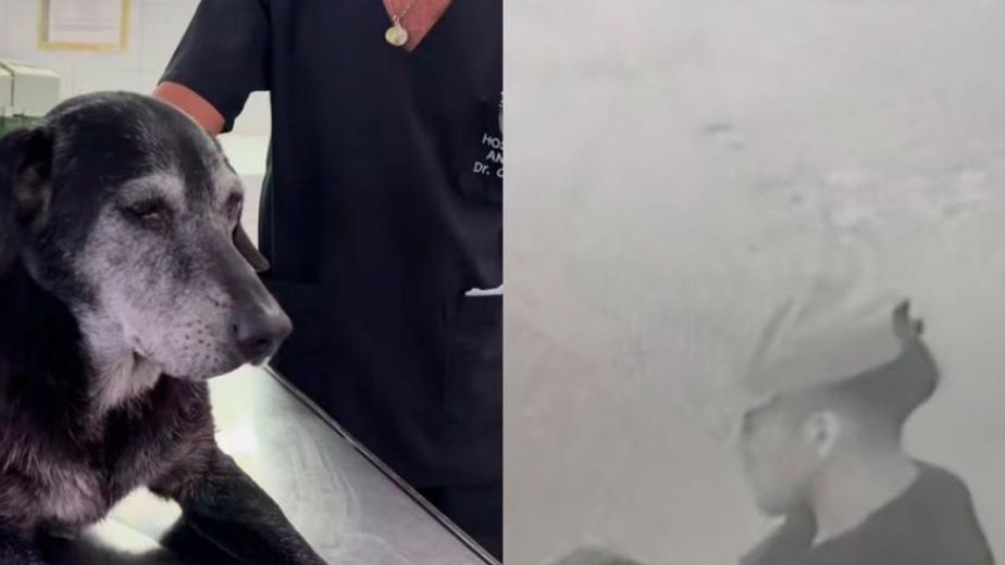 Maltrato animal en Rosario: denuncian que un hombre abusó de una perra callejera