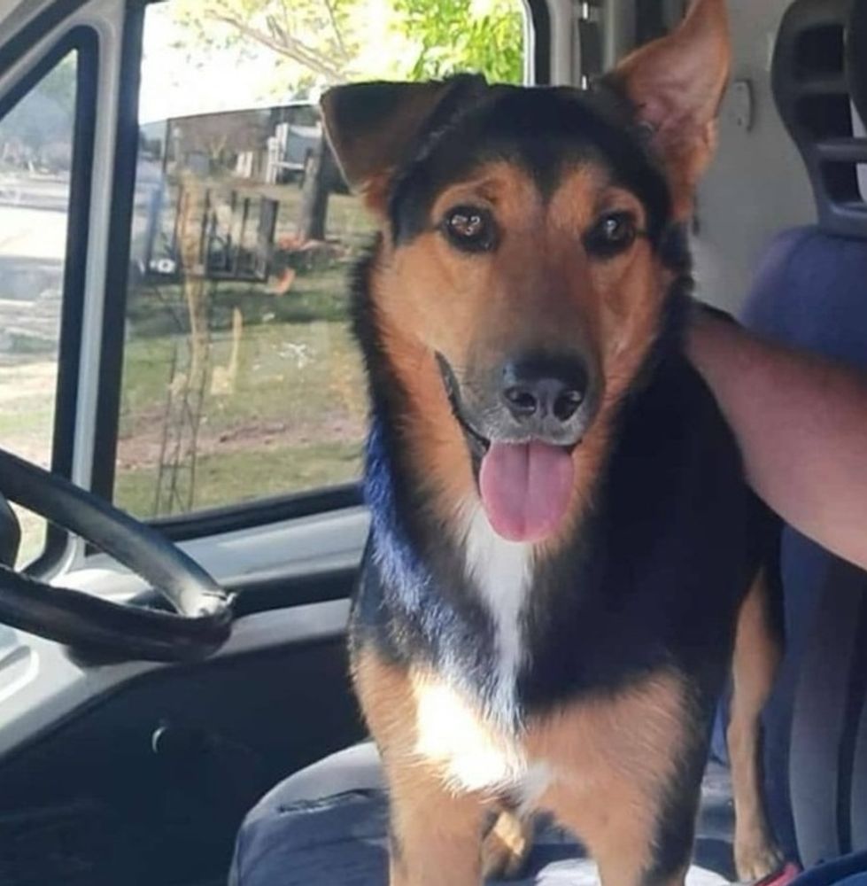 Un joven y su perro fueron asesinados 