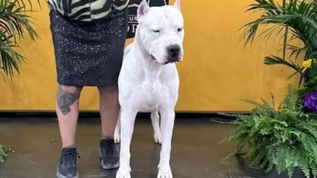 Toky, el Dogo Argentino de Córdoba que se consagró como el mejor del mundo.