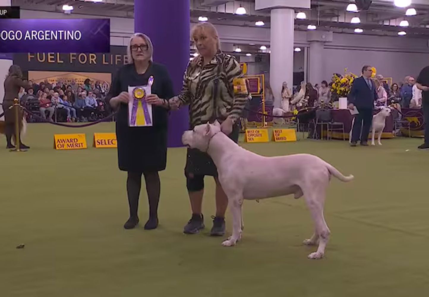 Toky, el Dogo Argentino de Córdoba que se consagró como el mejor del mundo.