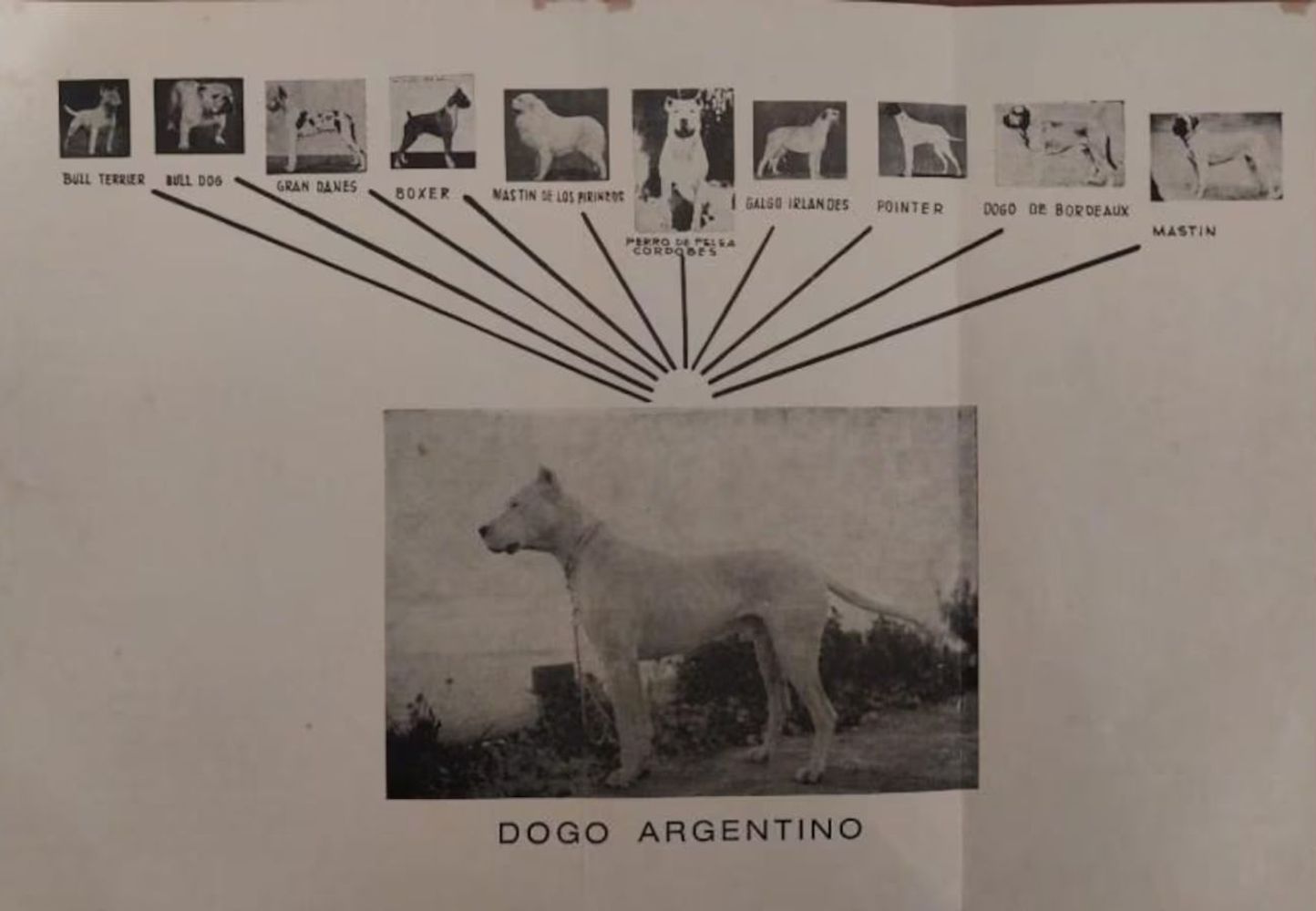 Toky, el Dogo Argentino de Córdoba que se consagró como el mejor del mundo.