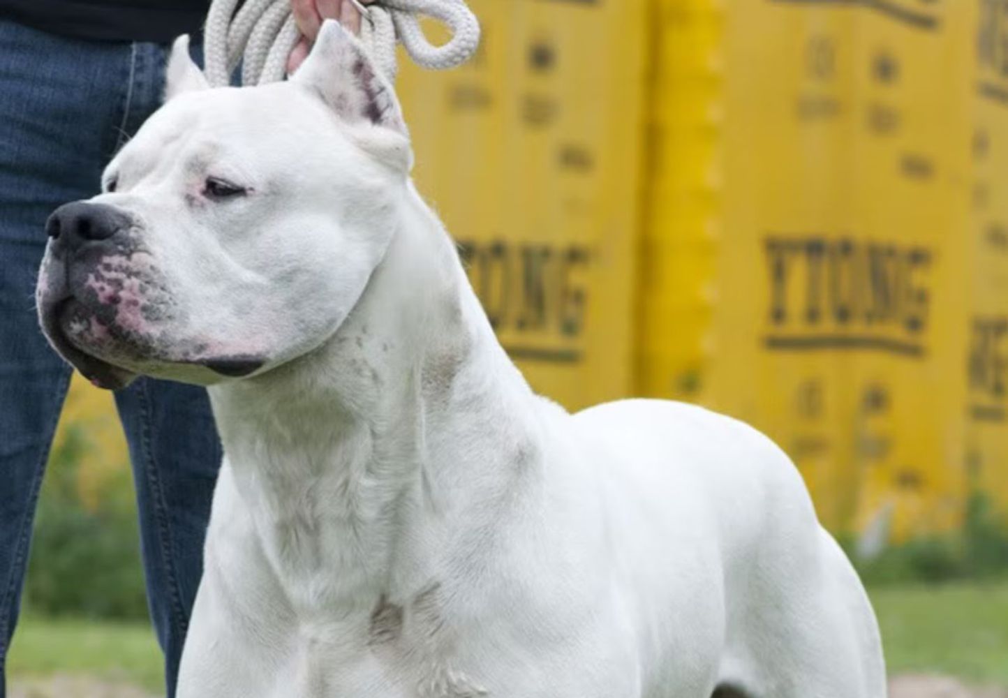Toky, el Dogo Argentino de Córdoba que se consagró como el mejor del mundo.