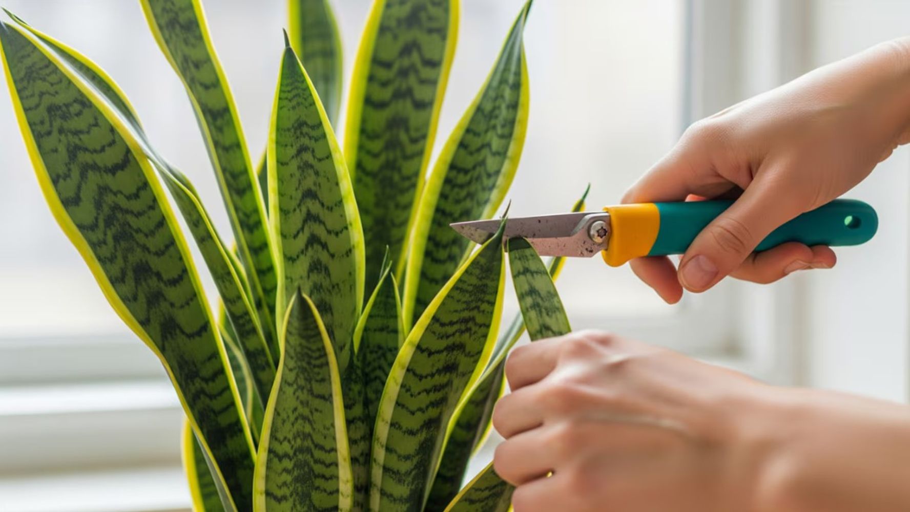Esta técnica ayuda a mejorar la floración y refuerza la defensa natural de las plantas frente a plagas y hongos.