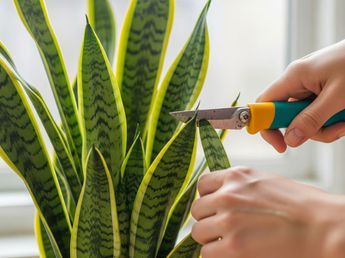 Paso a paso: cómo multiplicar las hojas de la lengua de suegra para tener la planta en varias macetas