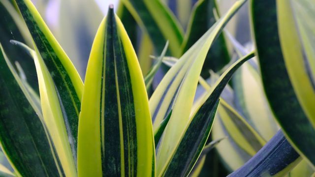 Enterrar un trozo de lengua de suegra en la maceta de otras plantas es un truco que aporta nutrientes y protege el sustrato.

