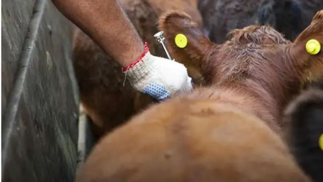 Vacunación antiaftosa