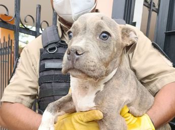 Secuestraron un arsenal de armas y descubrieron un criadero ilegal de perros en Córdoba