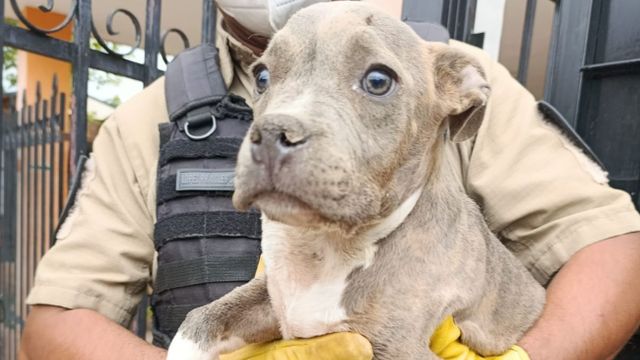 Uno de los animales rescatados en la ciudad de Córdoba.