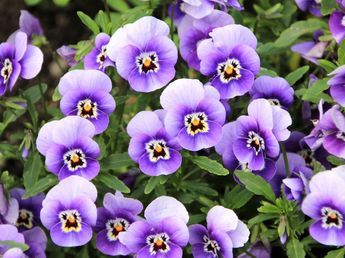Estas son las 3 plantas ideales para plantar en marzo y esperar a que florezcan en otoño
