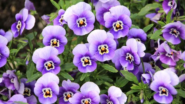 Sembrar en febrero permite anticipar la llegada del otoño con jardines llenos de color y vida.