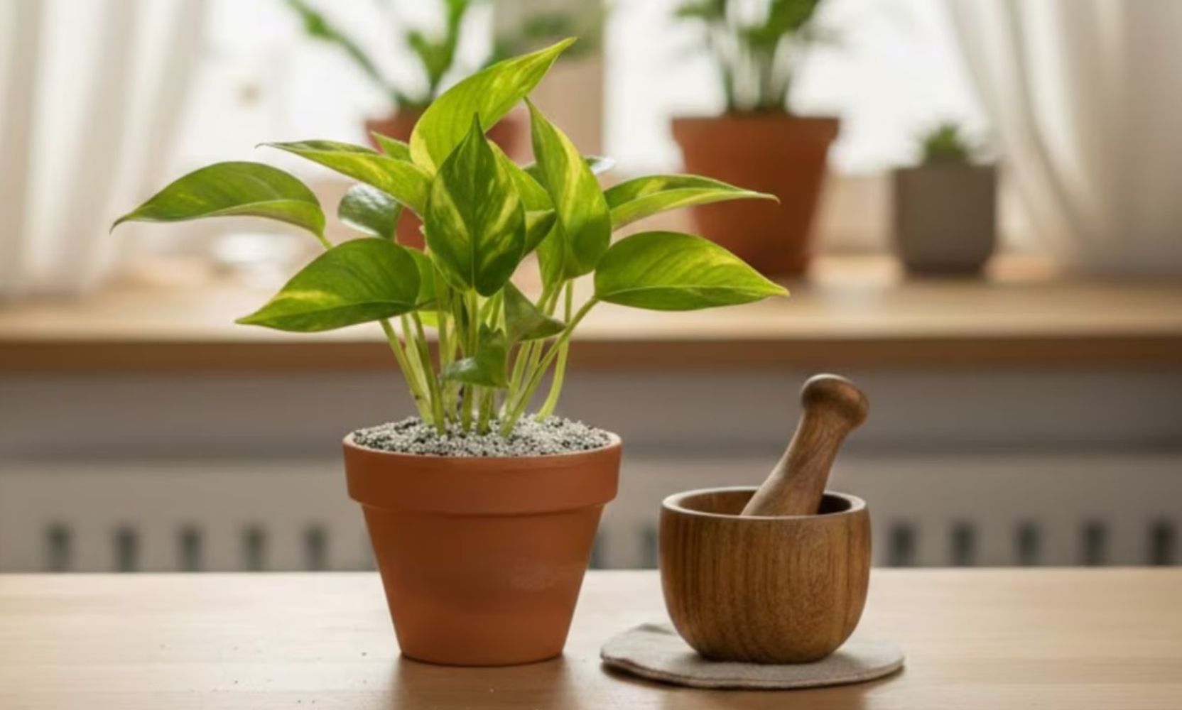 Cambiar el agua regularmente y cuidar la iluminación son claves para mantener las plantas saludables.

