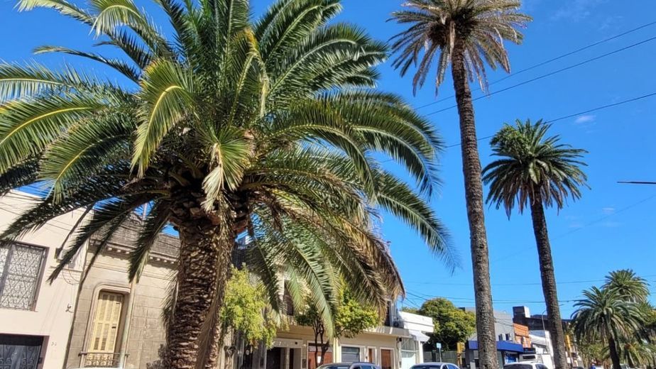 Palmeras